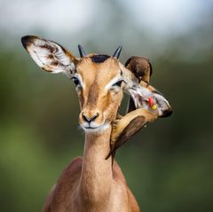 Eine Impala wird von zwei Vögeln gesäubert