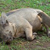 Eine Zebramanguste untersucht das Fell eines Warzenschweins