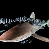 Gestreifte Pilotfische schwimmen um einen Hai in dunklem Gewässer