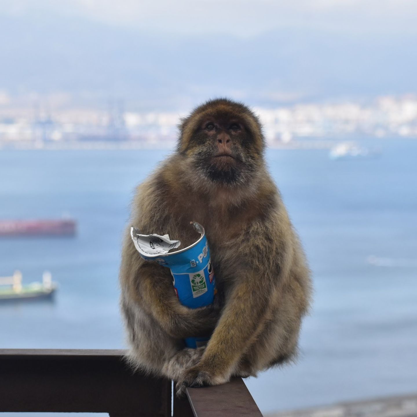 Geliebtes Junkfood: Die Aufnahme von Erde könnte dazu beitragen, den Darm der Berberaffen zu schützen und Reizungen durch zu viel Zucker und Fett zu vermeiden, vermuten Forschende