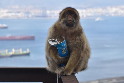 Geliebtes Junkfood: Die Aufnahme von Erde könnte dazu beitragen, den Darm der Berberaffen zu schützen und Reizungen durch zu viel Zucker und Fett zu vermeiden, vermuten Forschende