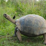 Ein Darwinfinke sitzt auf dem Hals einer Galapagos-Riesenschildkröte
