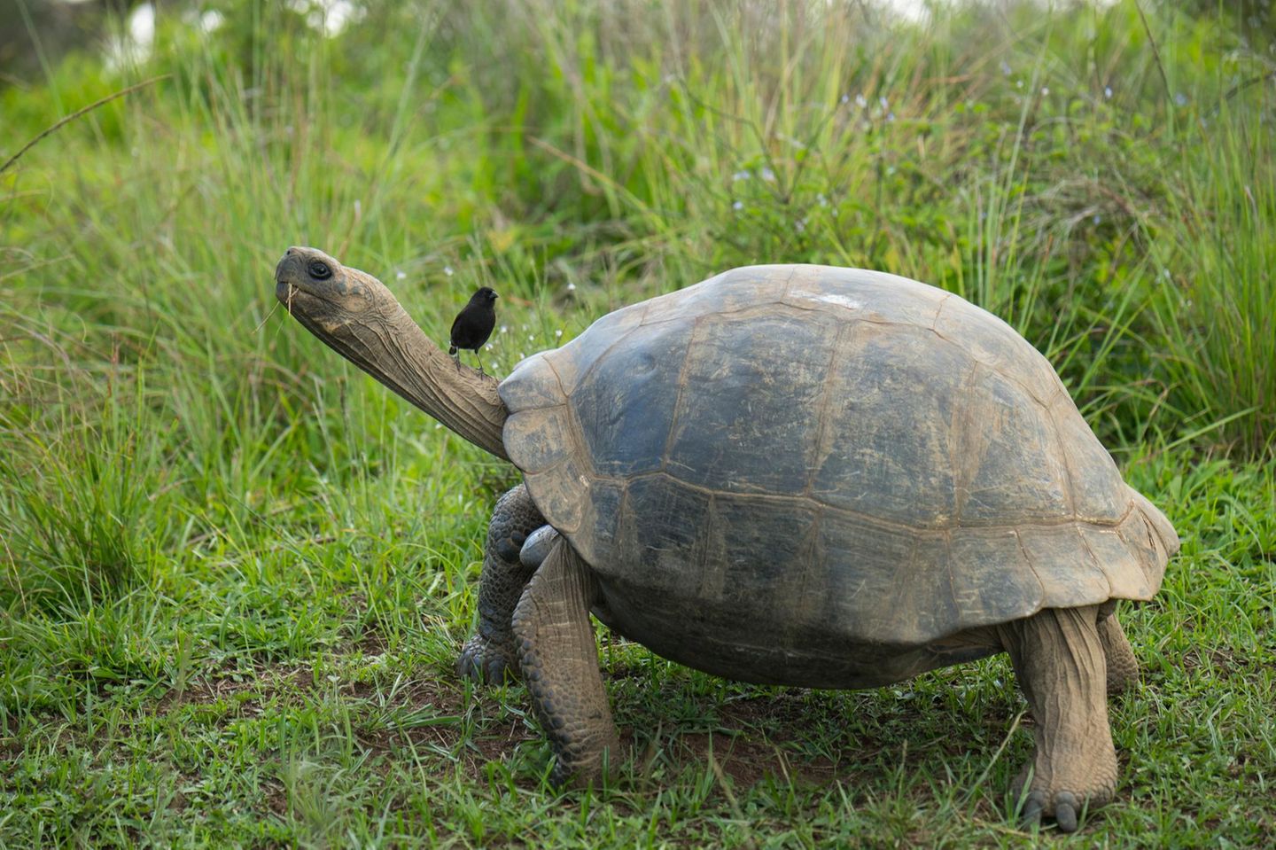 Ein Darwinfinke sitzt auf dem Hals einer Galapagos-Riesenschildkröte