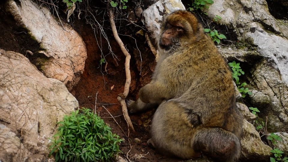 Videoaufnahmen zeigen das Verhalten der Affen von Gibraltar