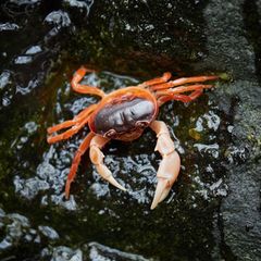 Eine rote Krabbe auf schwarzen, nassen Steinen