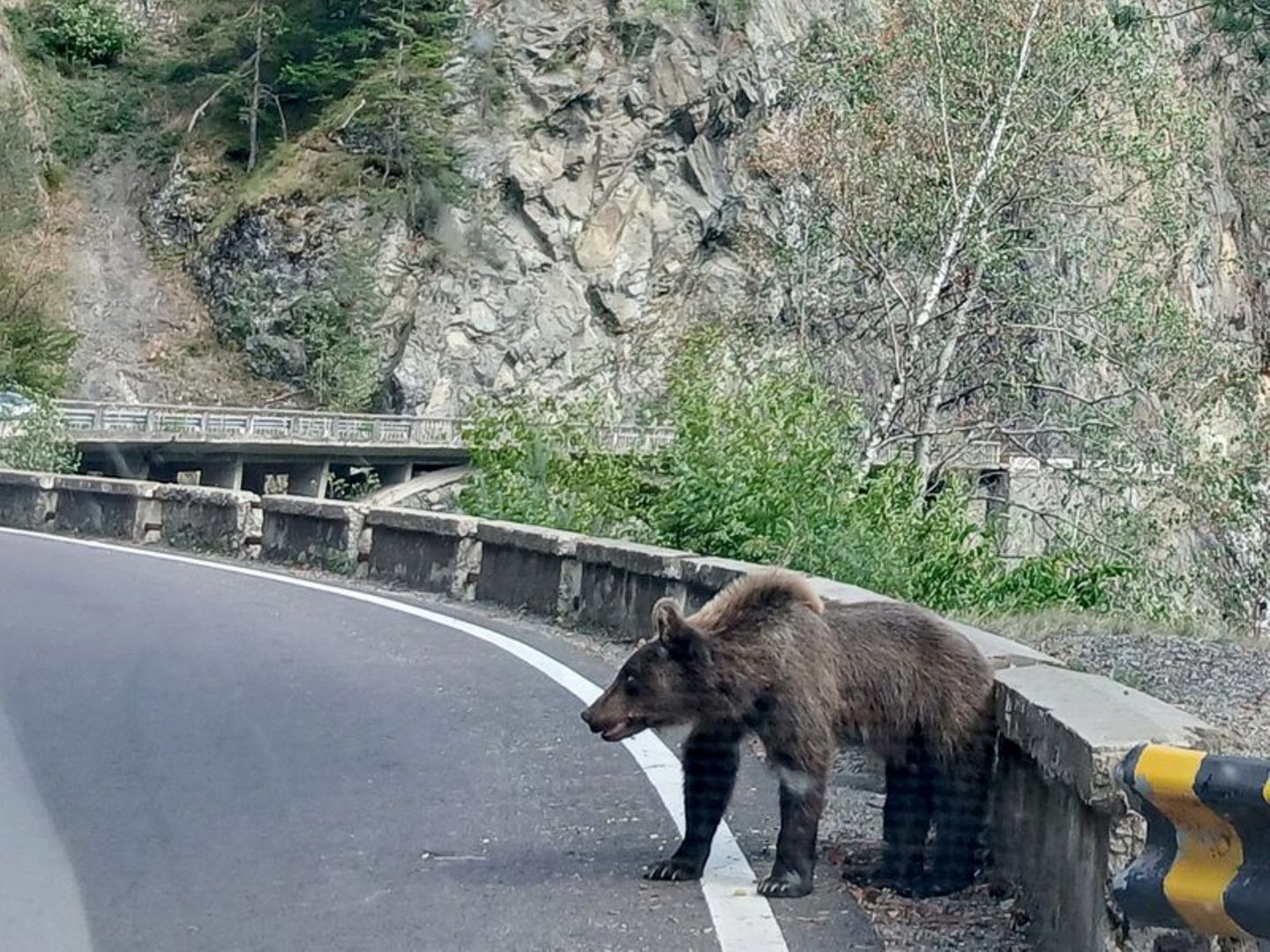 Ein Bär am Rande der Bergstraße Transfagarasan in den Karpaten, Rumänien