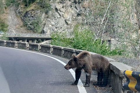 Ein Bär am Rande der Bergstraße Transfagarasan in den Karpaten, Rumänien