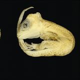 An der Hitze. Die Erderwärmung trifft jene besonders hart, die ihre Körpertemperatur nicht selbst regulieren können. Wie die Embryos der Art Tropidurus torquatus: In den Nestern sind die Eier der erhöhten Durchschnittstemperatur ausgeliefert und werden gleichzeitig von der Sonne aufgeheizt. Forschende demonstrieren nun, was schon wenige Grad mehr bewirken: Embryonen zeigten wesentlich häufiger Missbildungen an Skelett, Schädel und Gliedmaßen. Viele starben noch vor dem Schlüpfen.  KW 18