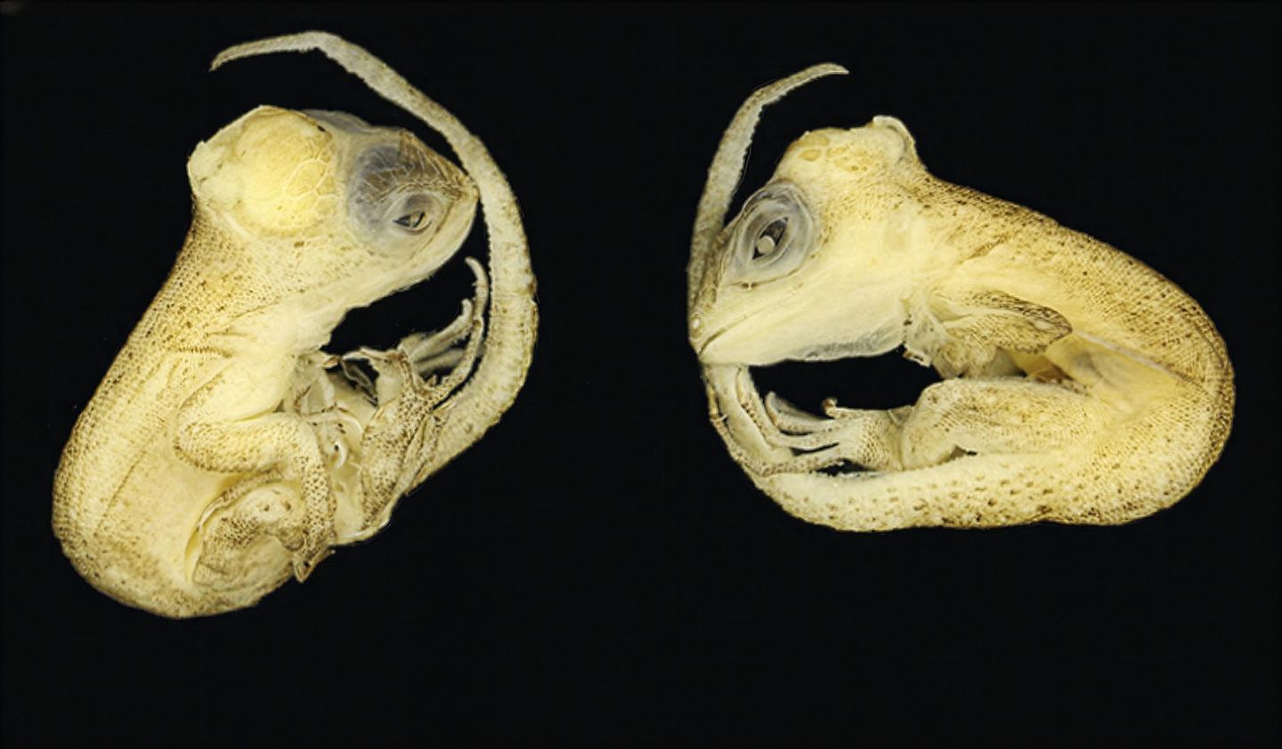An der Hitze. Die Erderwärmung trifft jene besonders hart, die ihre Körpertemperatur nicht selbst regulieren können. Wie die Embryos der Art Tropidurus torquatus: In den Nestern sind die Eier der erhöhten Durchschnittstemperatur ausgeliefert und werden gleichzeitig von der Sonne aufgeheizt. Forschende demonstrieren nun, was schon wenige Grad mehr bewirken: Embryonen zeigten wesentlich häufiger Missbildungen an Skelett, Schädel und Gliedmaßen. Viele starben noch vor dem Schlüpfen.  KW 18
