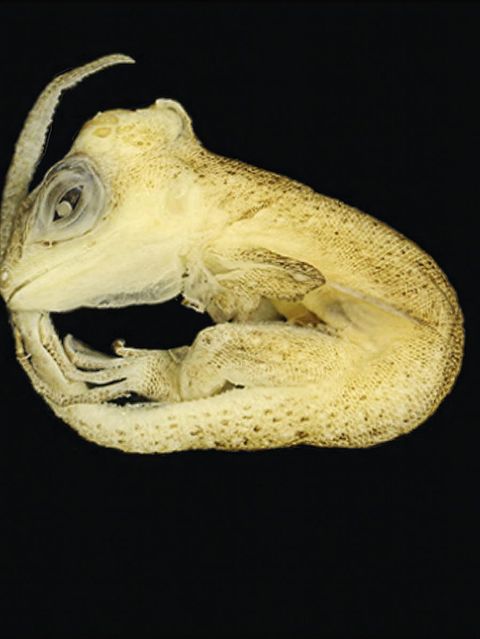 An der Hitze. Die Erderwärmung trifft jene besonders hart, die ihre Körpertemperatur nicht selbst regulieren können. Wie die Embryos der Art Tropidurus torquatus: In den Nestern sind die Eier der erhöhten Durchschnittstemperatur ausgeliefert und werden gleichzeitig von der Sonne aufgeheizt. Forschende demonstrieren nun, was schon wenige Grad mehr bewirken: Embryonen zeigten wesentlich häufiger Missbildungen an Skelett, Schädel und Gliedmaßen. Viele starben noch vor dem Schlüpfen.  KW 18