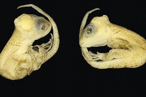 An der Hitze. Die Erderwärmung trifft jene besonders hart, die ihre Körpertemperatur nicht selbst regulieren können. Wie die Embryos der Art Tropidurus torquatus: In den Nestern sind die Eier der erhöhten Durchschnittstemperatur ausgeliefert und werden gleichzeitig von der Sonne aufgeheizt. Forschende demonstrieren nun, was schon wenige Grad mehr bewirken: Embryonen zeigten wesentlich häufiger Missbildungen an Skelett, Schädel und Gliedmaßen. Viele starben noch vor dem Schlüpfen.  KW 18