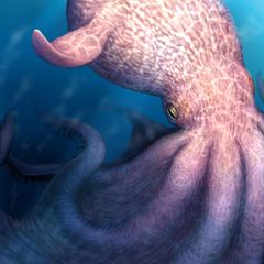 Nanaimoteuthis haggarti ist das bislang größte bekannte wirbellose Tier