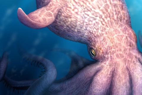 Nanaimoteuthis haggarti ist das bislang größte bekannte wirbellose Tier