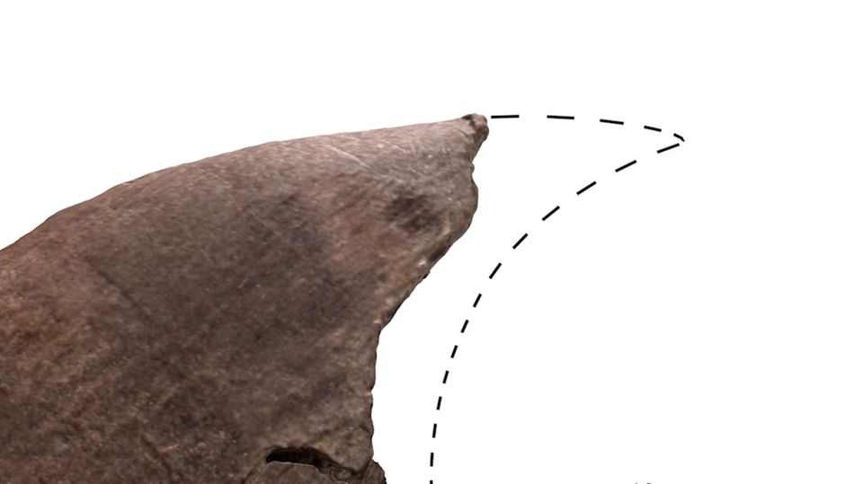 Kratzer und Bissspuren: So gingen die Forschenden vor