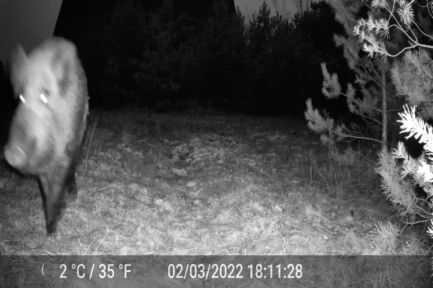 Ein Wildschwein auf einem Überwachungskamerabild in Tschernobyl