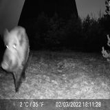 Ein Wildschwein auf einem Überwachungskamerabild in Tschernobyl