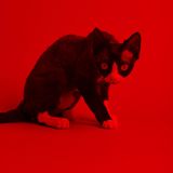 Eine Fotografie einer Katze in rot