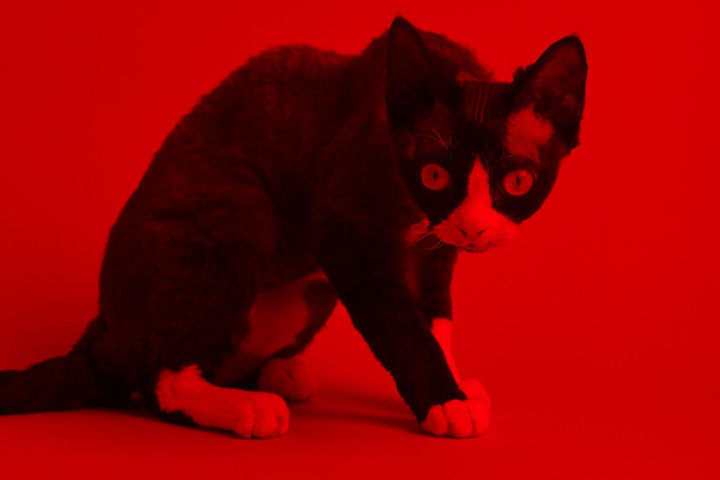 Eine Fotografie einer Katze in rot