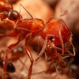 "Statuenhaft stillgestanden" hätten die Roten Ernteameisen: steif auf ihren Beinen, mit angehobenem Hinterleib und weit aufgerissenen Mundwerkzeugen. Dann hätten sich deutlich kleinere Kegelameisen genähert, seien auf die Körper der Ernteameisen geklettert. Hätten begonnen, an ihr "zu lecken, zu knabbern und zu zupfen". So beschreibt der Insektenforscher Mark Moffett seine Beobachtungen: Es sind die ersten zu einer möglichen Putzsymbiose unter Ameisen 