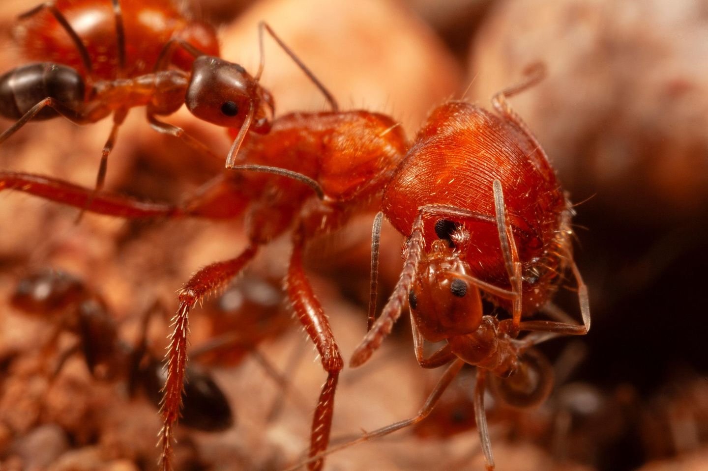 "Statuenhaft stillgestanden" hätten die Roten Ernteameisen: steif auf ihren Beinen, mit angehobenem Hinterleib und weit aufgerissenen Mundwerkzeugen. Dann hätten sich deutlich kleinere Kegelameisen genähert, seien auf die Körper der Ernteameisen geklettert. Hätten begonnen, an ihr "zu lecken, zu knabbern und zu zupfen". So beschreibt der Insektenforscher Mark Moffett seine Beobachtungen: Es sind die ersten zu einer möglichen Putzsymbiose unter Ameisen 