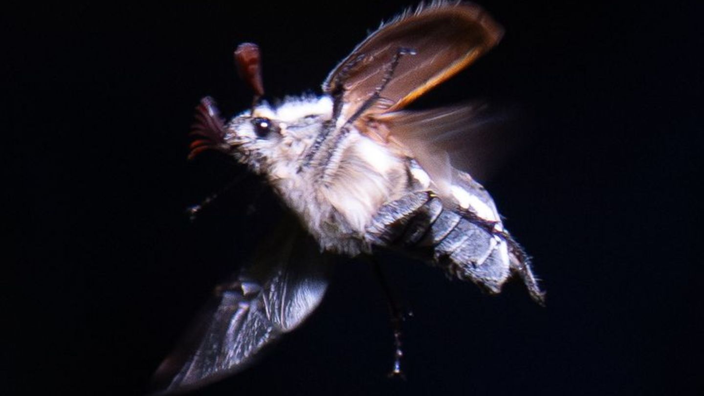 Maikäfer schwirren mit Einbruch der Dunkelheit aus. Foto: Boris Roessler/dpa