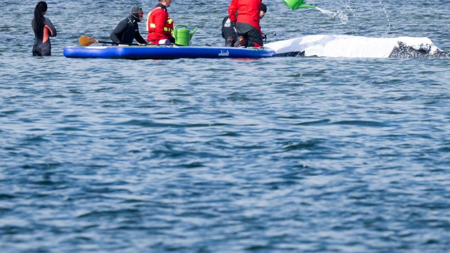 Viel Aufsehen um den Wal gibt es nur hierzulande. Foto: Philip Dulian/dpa