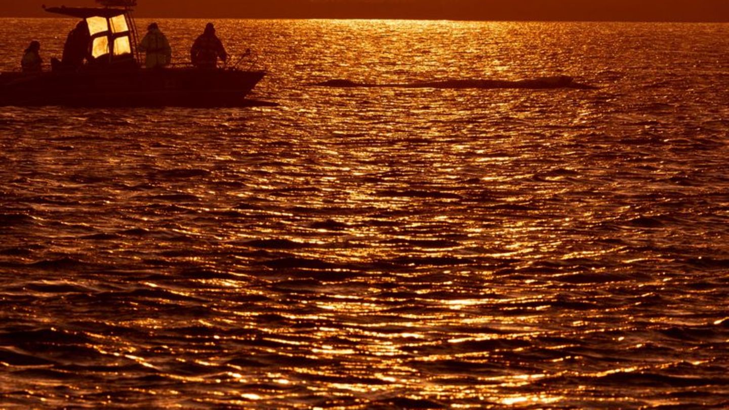 Die Vorbereitungen für die beabsichtigte Befreiung des Wals laufen weiter. Foto: Jens Büttner/dpa