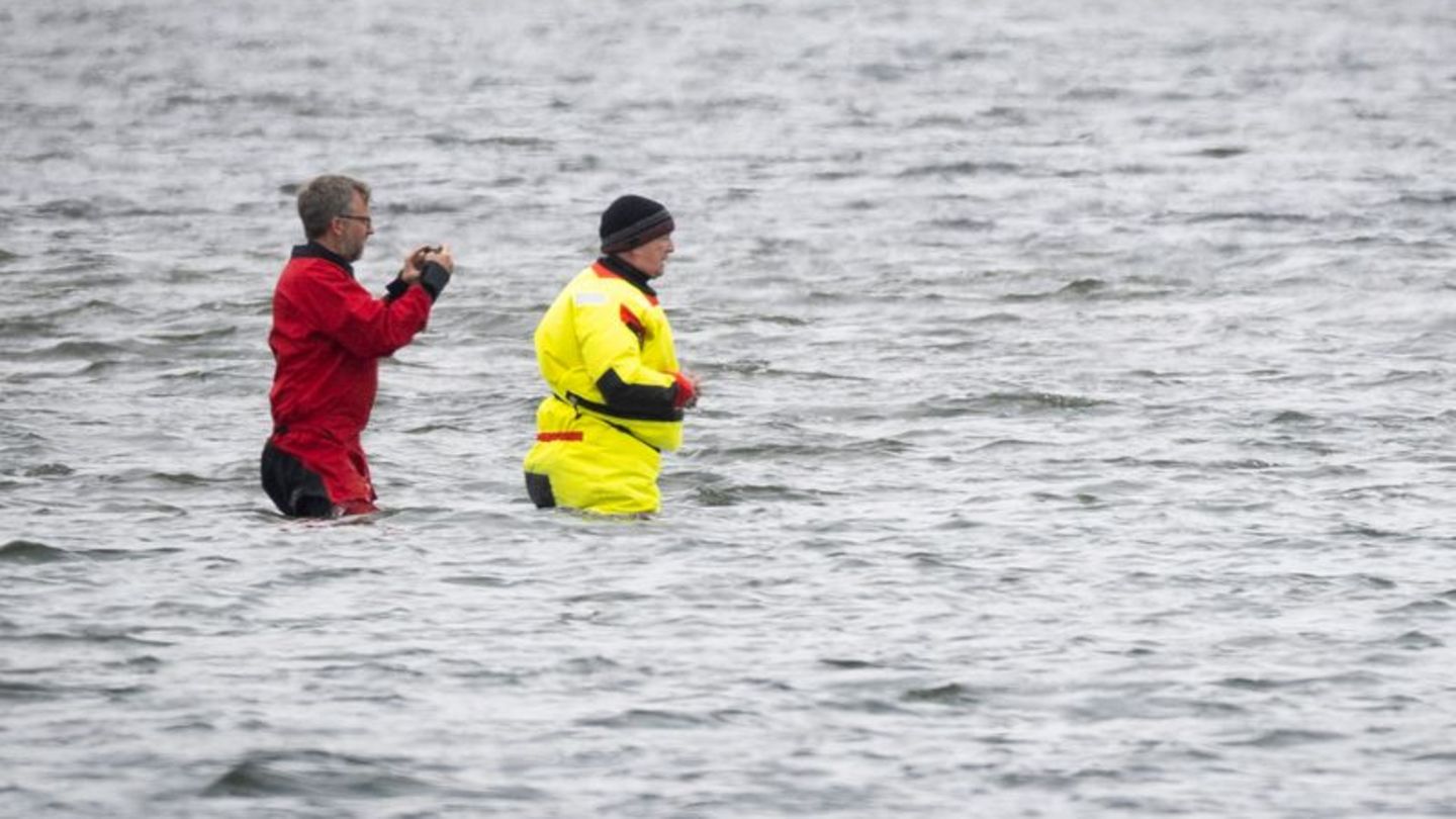 Till Backhaus läuft zum Buckelwal Foto: Philip Dulian/dpa