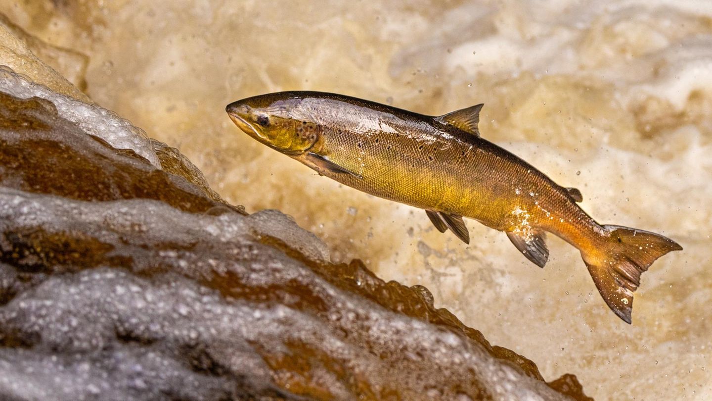 Atlantischen Lachsen – hier ein wild lebendes Exemplar in Großbritannien – setzt Umweltverschmutzung zu. Dazu zählt auch eine Droge: Kokain