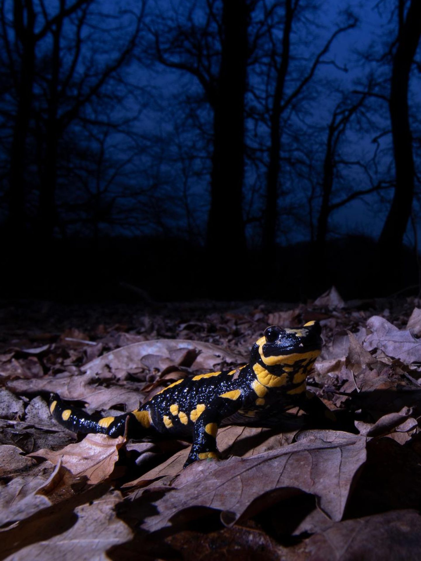 Feuersalamander bei Nacht im Wald