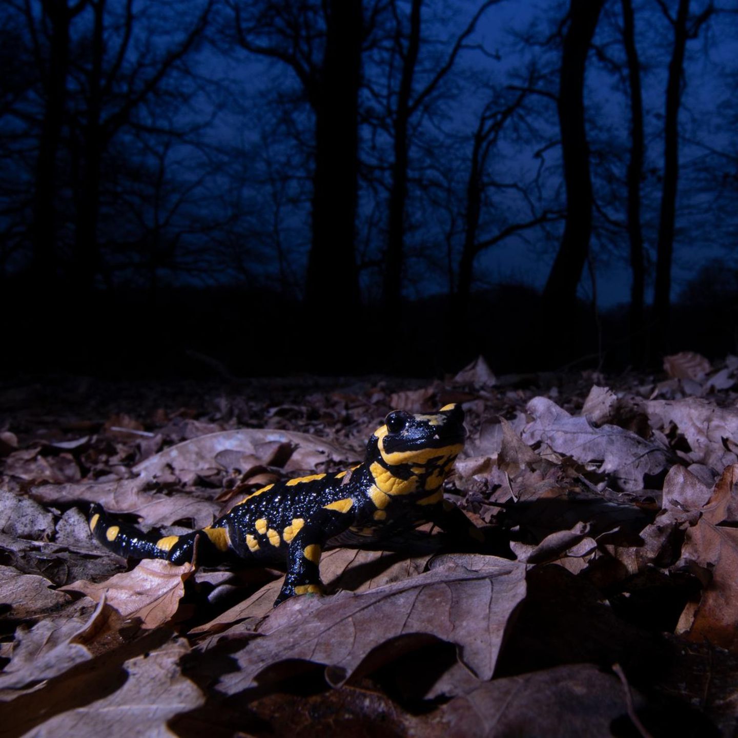 Feuersalamander bei Nacht im Wald