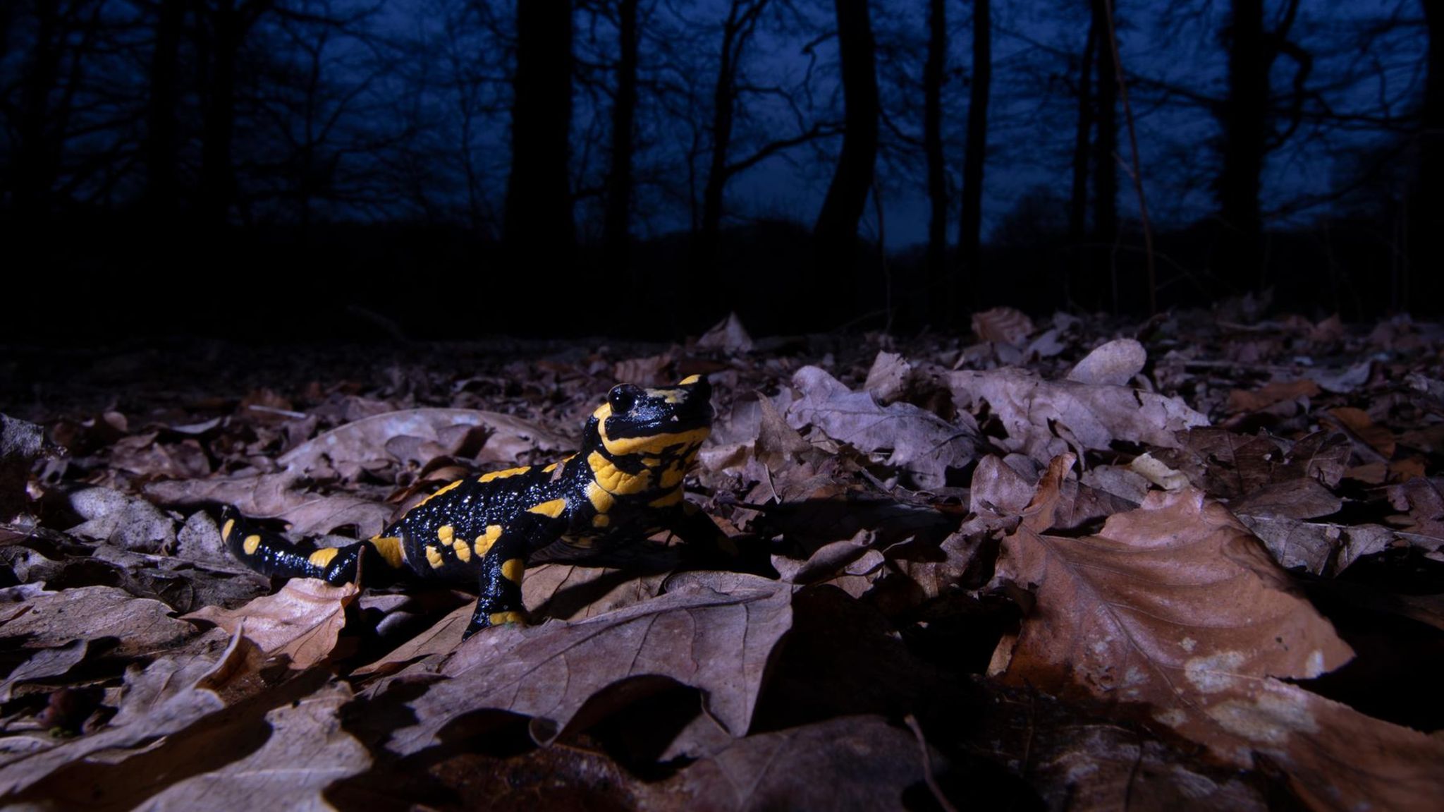 Feuersalamander bei Nacht im Wald