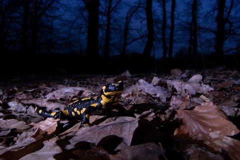 Feuersalamander bei Nacht im Wald