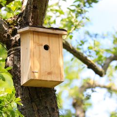 Nistkasten am Baum