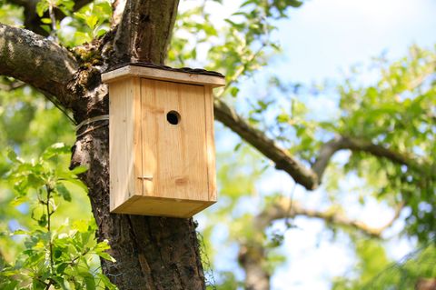 Nistkasten am Baum
