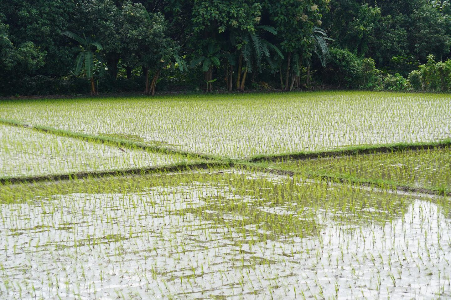 Reisfeld