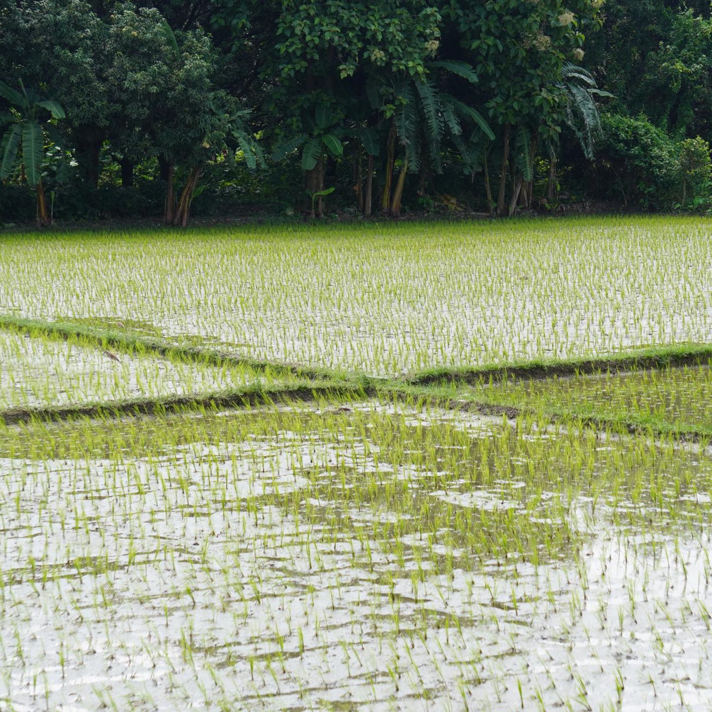 Reisfeld