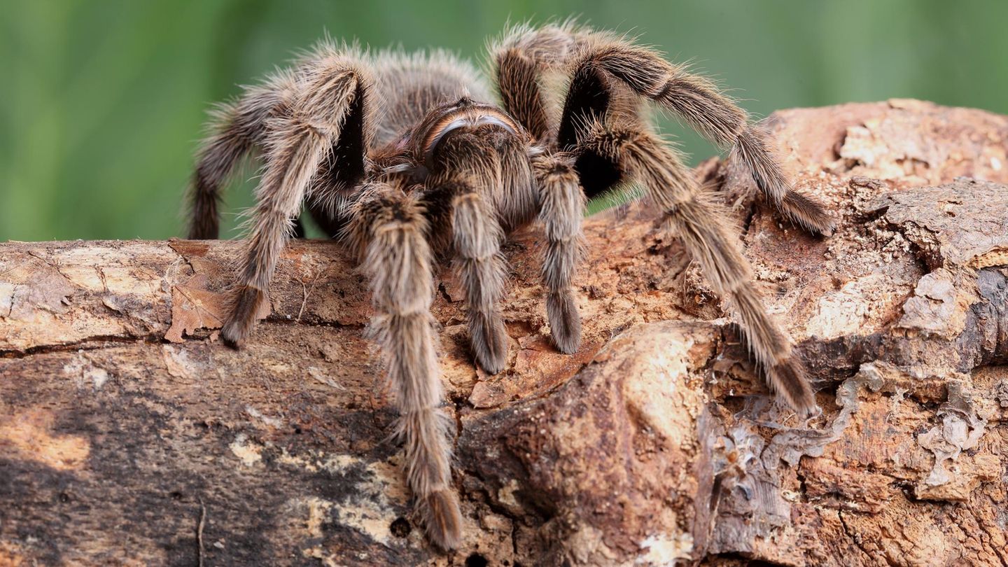 Theraphosa blondi - die größte Spinne der Welt auf einem holtstück