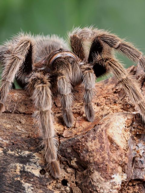 Theraphosa blondi - die größte Spinne der Welt auf einem holtstück