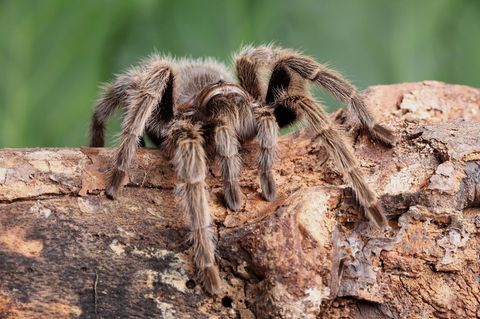 Theraphosa blondi - die größte Spinne der Welt auf einem holtstück