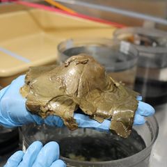 Alaska: Forschende lösen Rätsel um mysteriöse Goldkugel in der Tiefsee