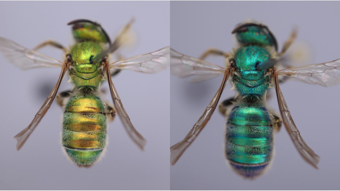 Veränderung der Kutikelfarbe der Wildbienen