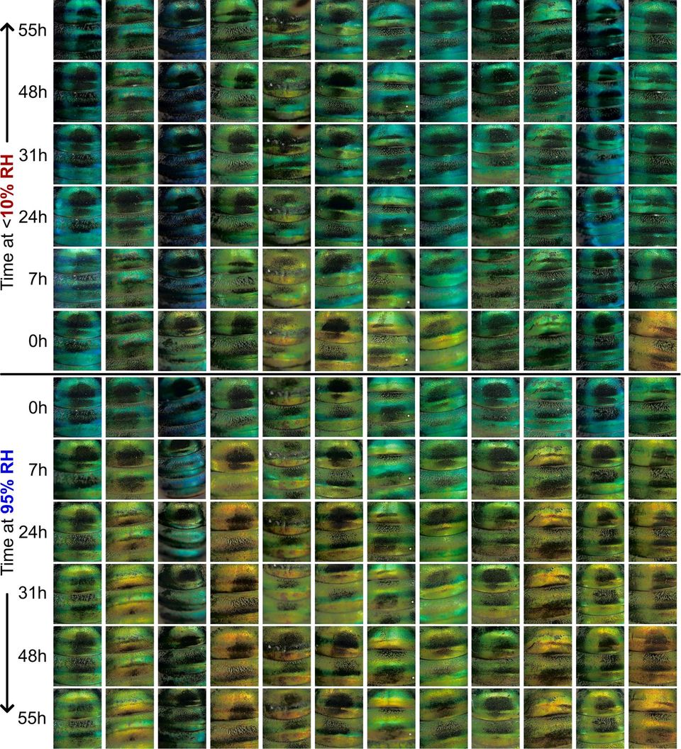 Farbeveränderungen bei konservierten Wildbienen-Exemplaren