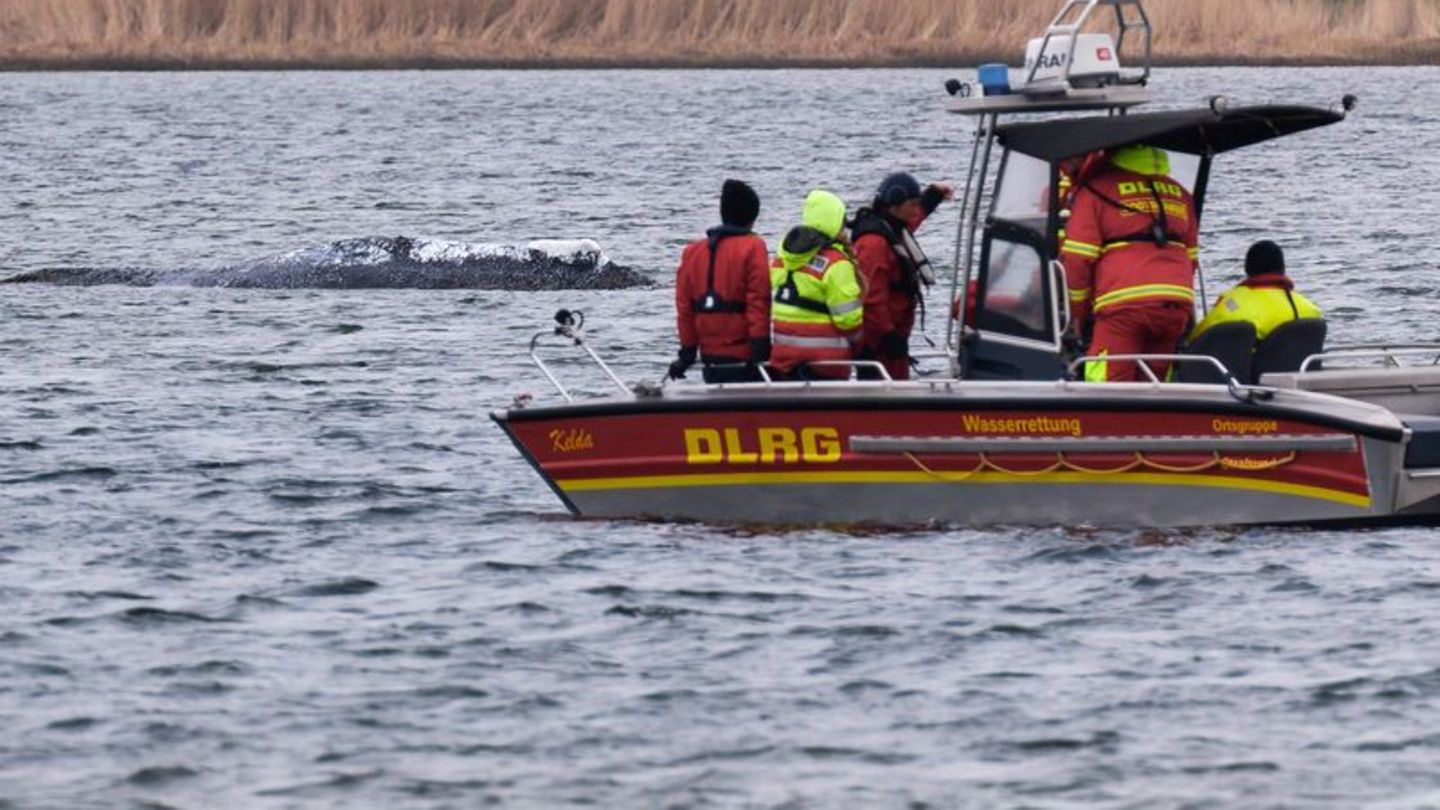 Die DLRG will am Mittwoch aus Kirchdorf auf Poel abziehen. Foto: Marcus Golejewski/dpa