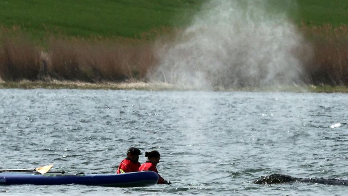 Der Wal soll am Dienstag mit einem Lastkahn geborgen werden. Foto: Bernd Wüstneck/dpa