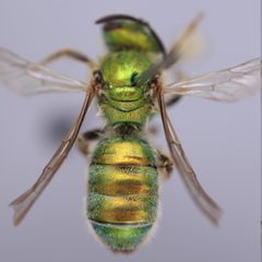 Veränderung der Kutikelfarbe der Wildbienen