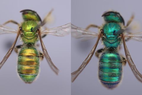 Veränderung der Kutikelfarbe der Wildbienen