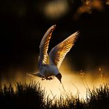 Einen goldenen Moment hält Radomir Jakubowski in der französischen Camargue fest: Er knipste den Landeanflug der Lachmöwe im schönsten Gegenlicht.     Sieger in der Kategorie "Vögel"