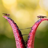 Tödliche Tentakel: Beim Pilzesammeln in Rheinhessen entdeckte Julius Stratmann diesen Tintenfischpilz, der mit seinem "Duft" zwei Fliegen in die Falle gelockt hatte.      9. Platz in der Sonderkategorie "Biodiversität"        