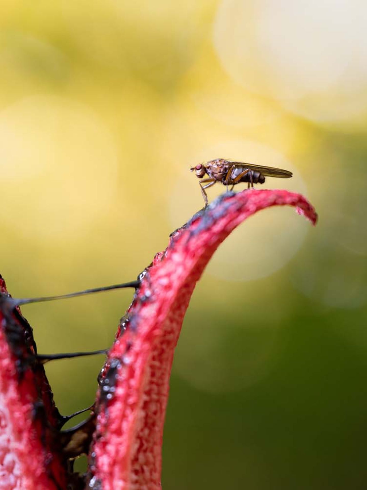 Tödliche Tentakel: Beim Pilzesammeln in Rheinhessen entdeckte Julius Stratmann diesen Tintenfischpilz, der mit seinem "Duft" zwei Fliegen in die Falle gelockt hatte.      9. Platz in der Sonderkategorie "Biodiversität"        
